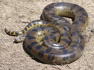 Anaconda verde Amazonas
