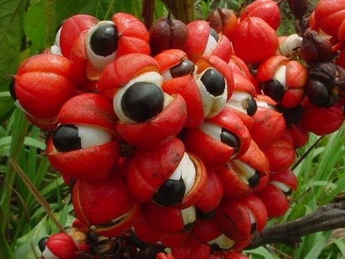 Guaraná