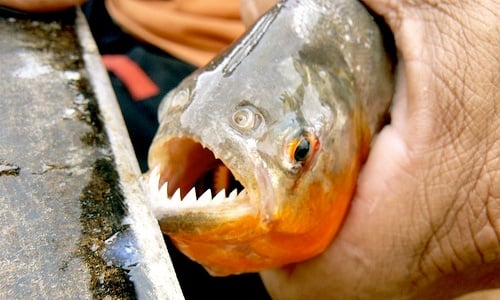 Pirañas
