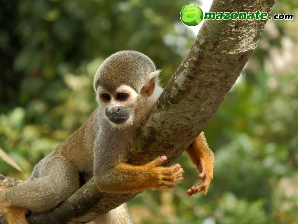 ¿Cuál es la mejor época para viajar al Amazonas?