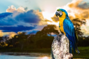 Blue and Yellow Macaw in Pantanal, Brazil