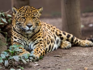 Jaguar del Amazonas