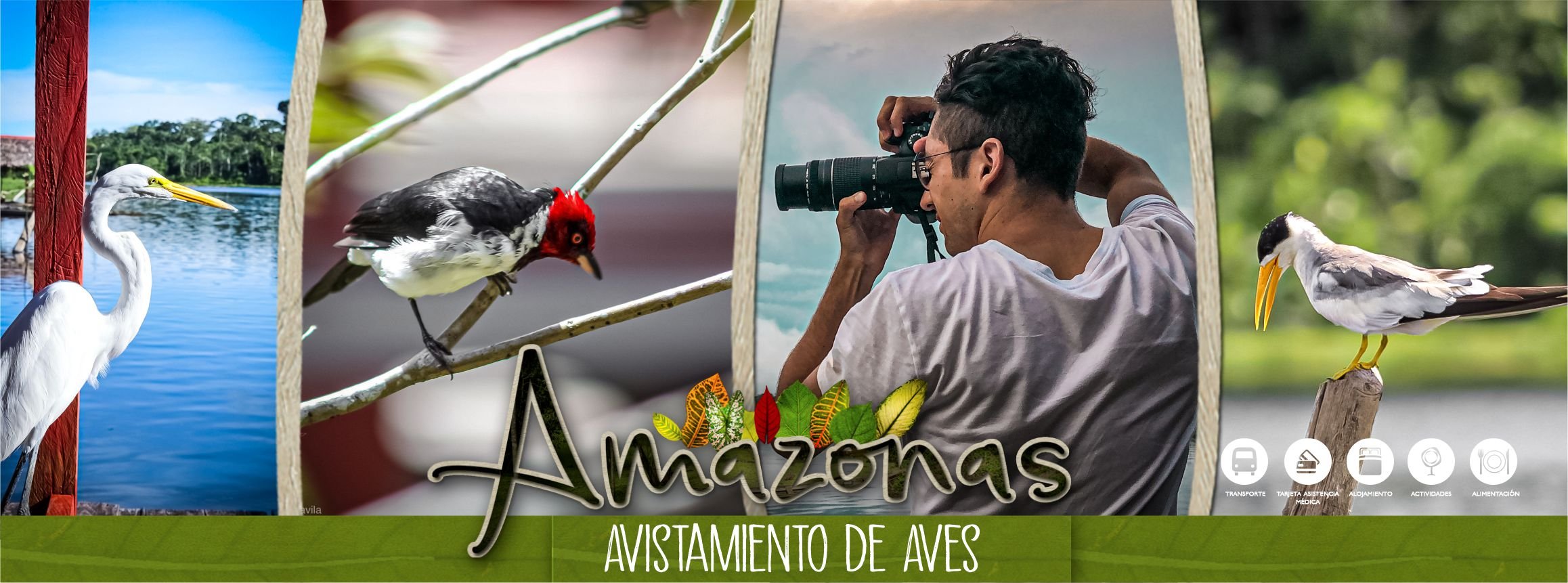 Avistamiento de aves Amazonas