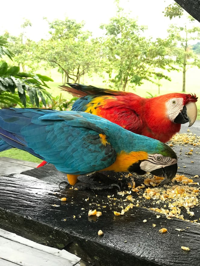 Guacamaya  (5)