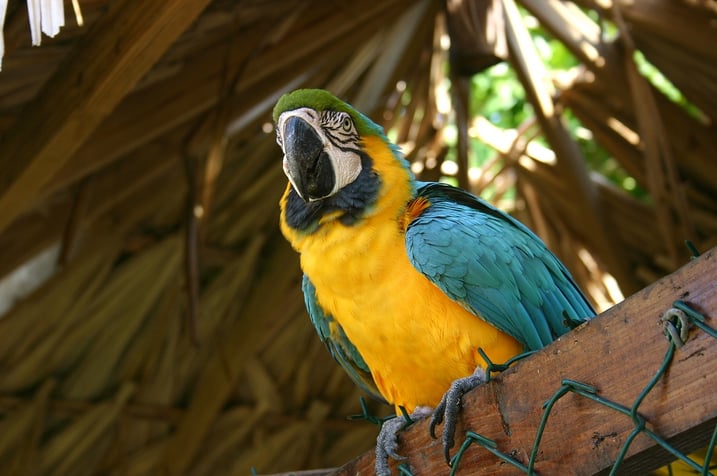 guacamaya