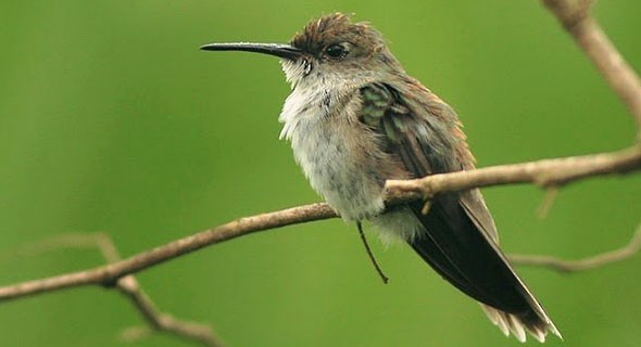 Colibri-Olive-spotted-Hummingbird