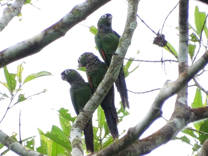 Avistamiento aves Amazonas (15)