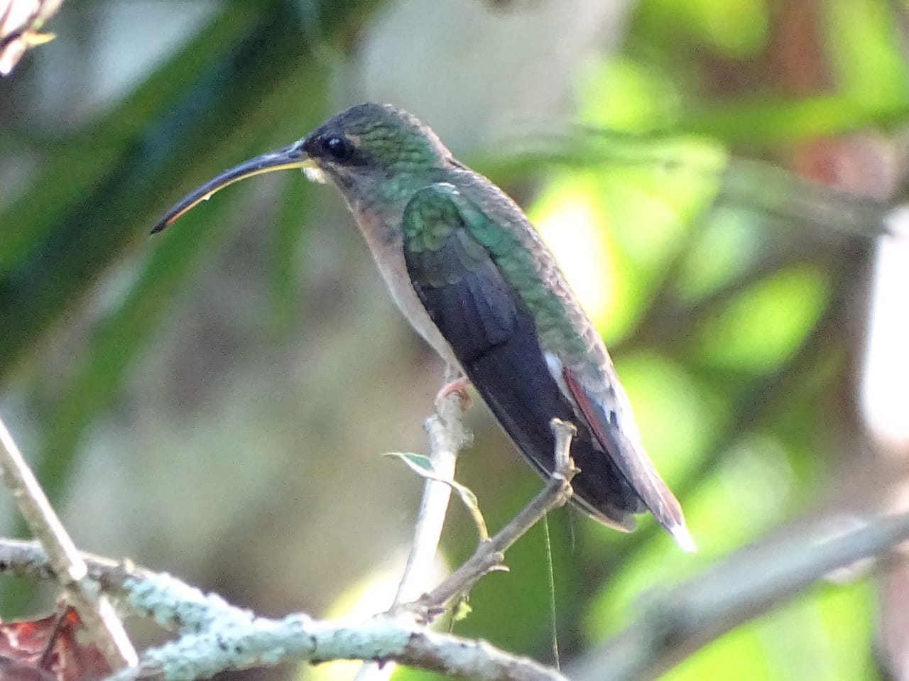 Avistamiento aves Amazonas (4)