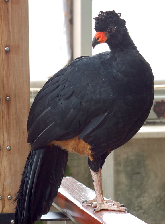 Wattled_Curassow_Crax_globulosa_Bird_1400px