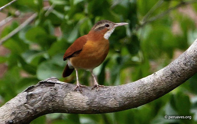 pale-billed-hornero-2