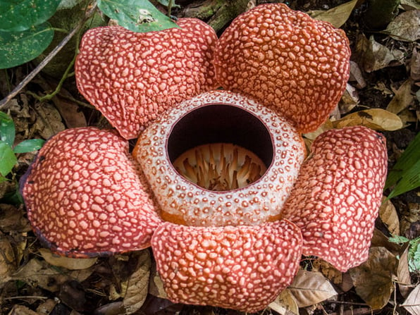 Raflesia-flor