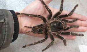 Tarantula Goliath Amazónas