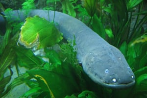 Anguila eléctrica Amazonas