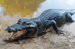 caimán-negro-del-amazonas