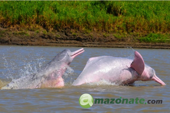 delfín rosado amazonas