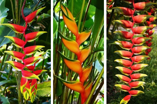 heliconia