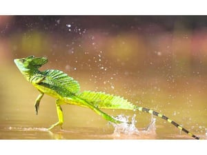 lagarto jesucristo Amazonas