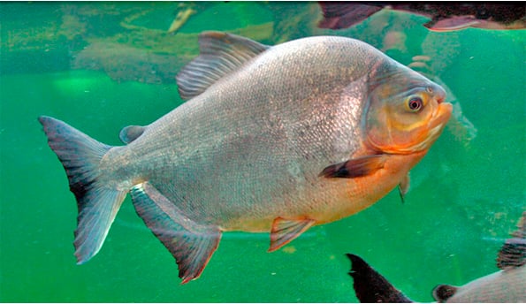 pacu