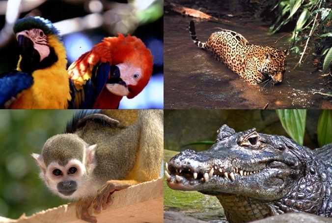 fauna amazonas