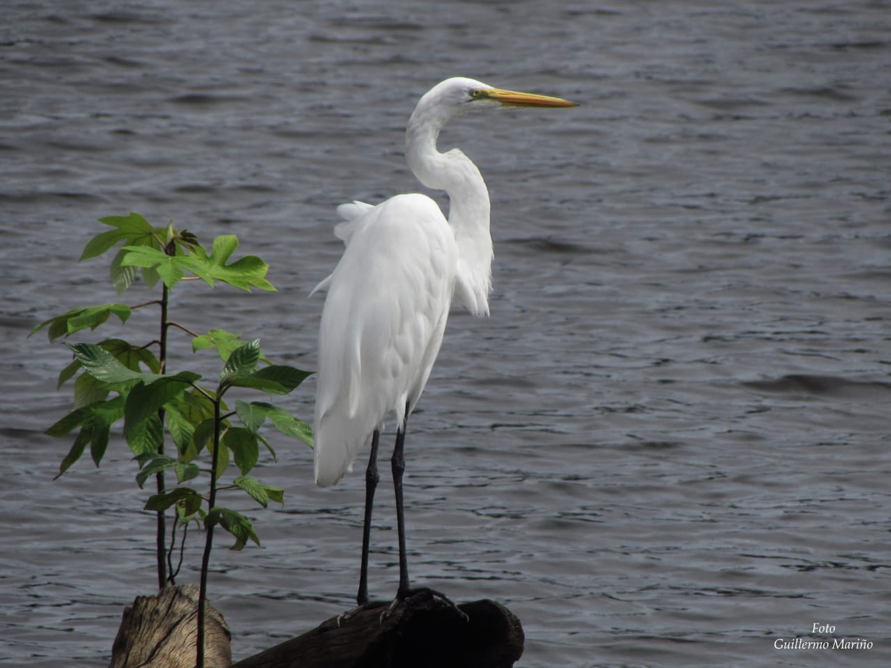 aves amazonas (2)