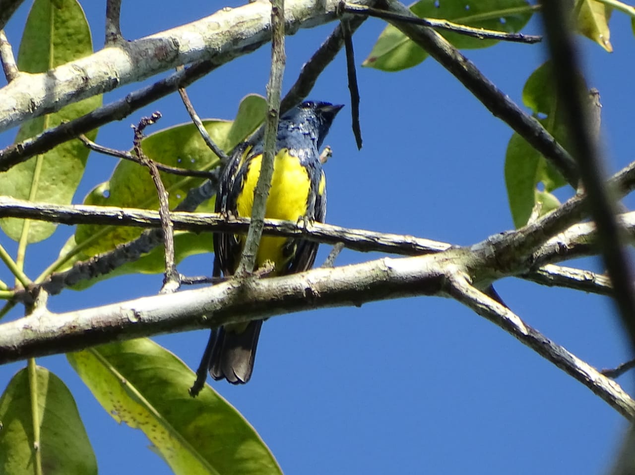 Avistamiento aves Amazonas (1)