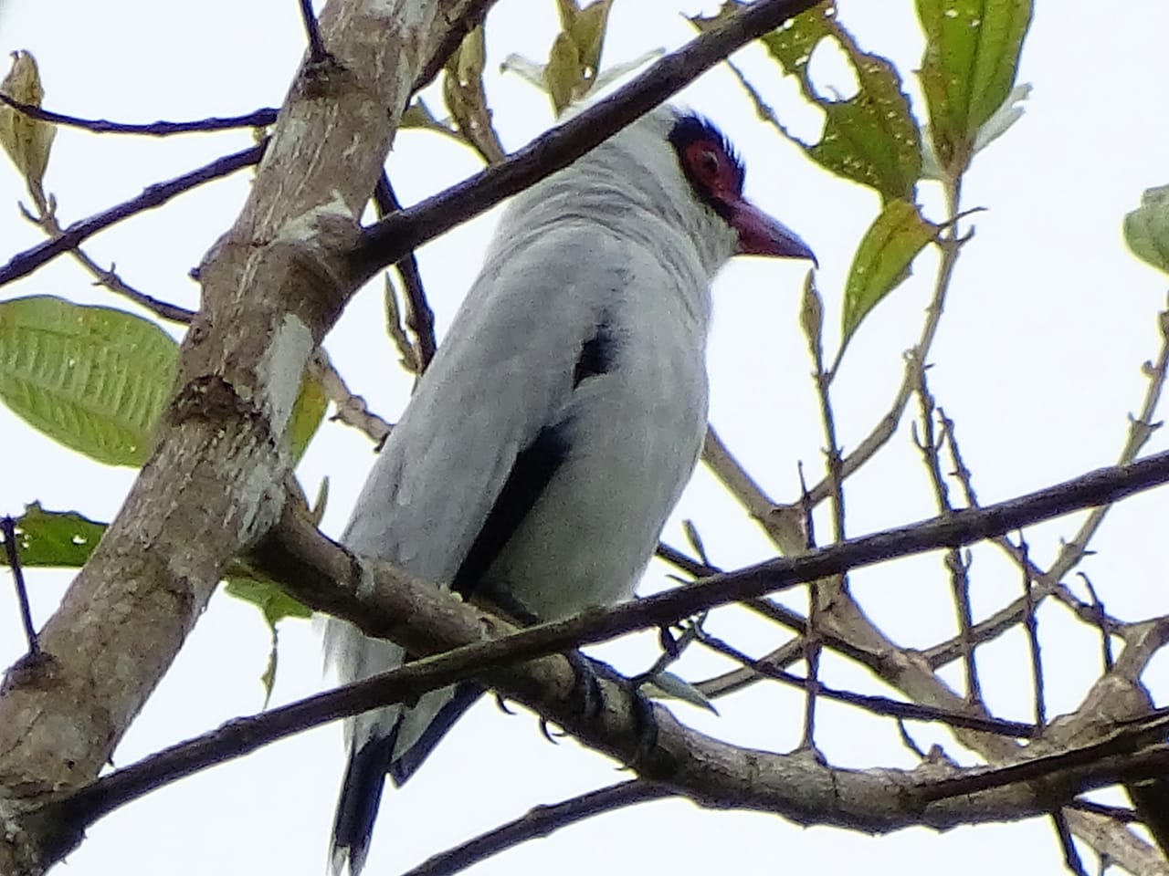 Avistamiento aves Amazonas (10)