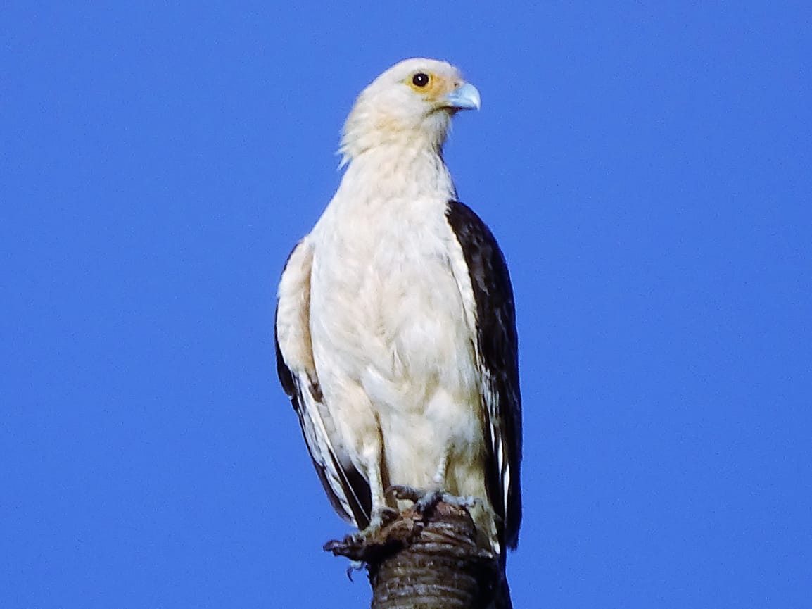 Avistamiento aves Amazonas (11)