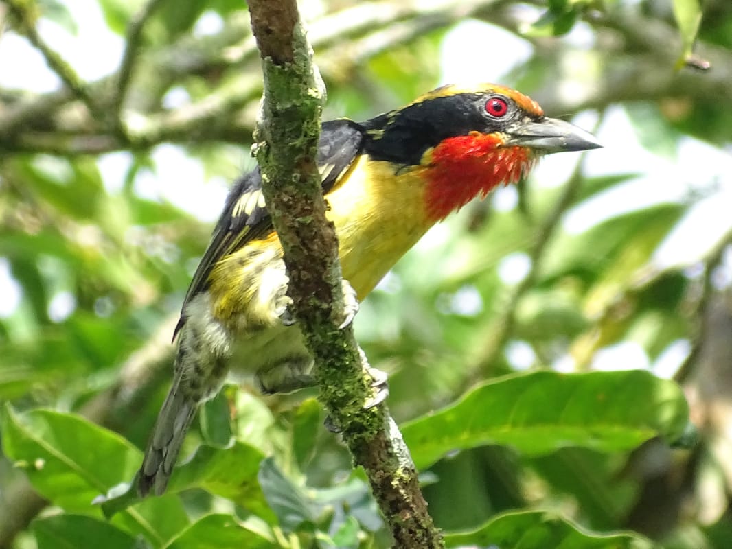 Avistamiento aves Amazonas (12)