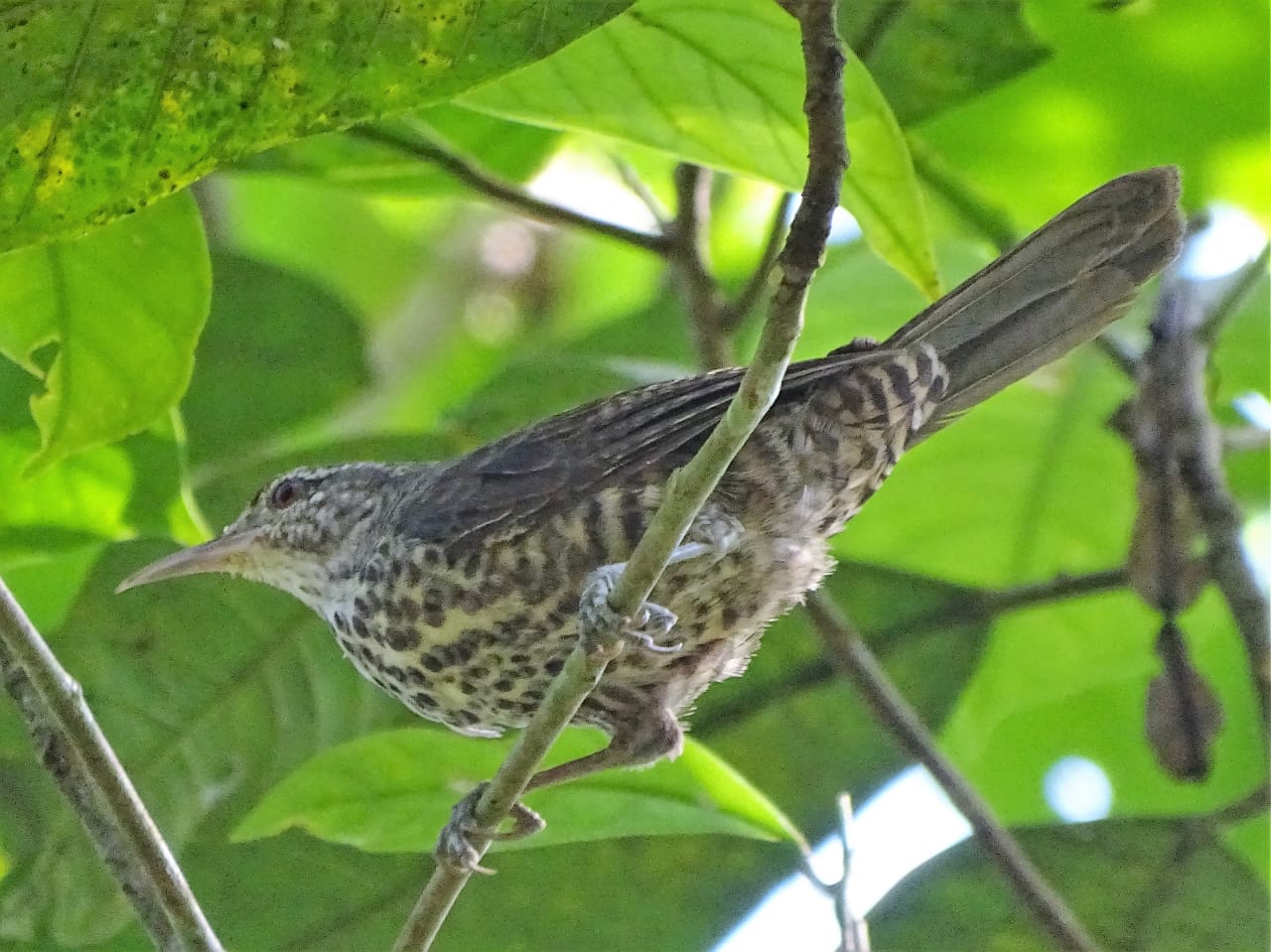 Avistamiento aves Amazonas (13)