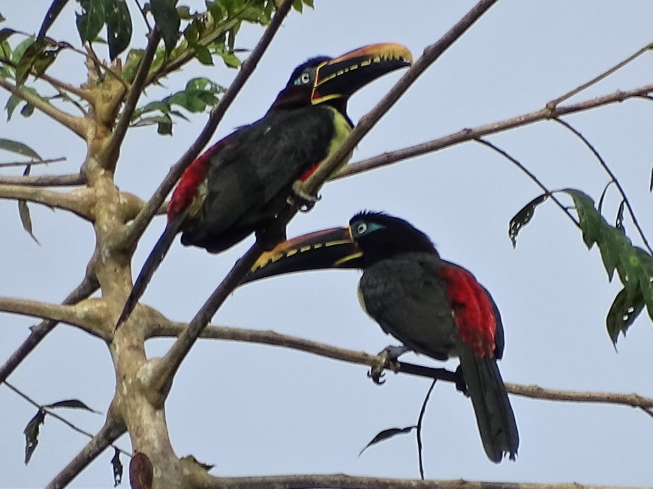 Avistamiento aves Amazonas (14)