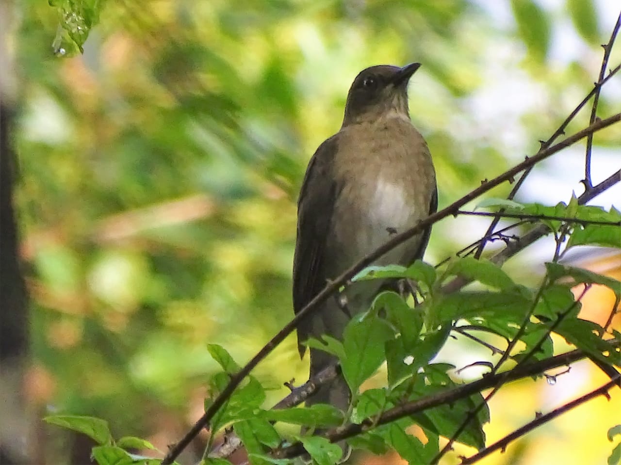 Avistamiento aves Amazonas (16)