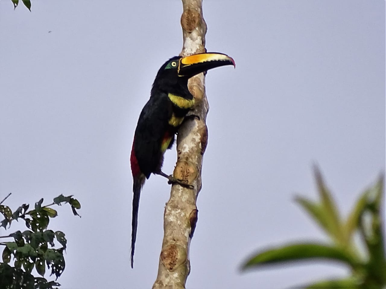 Avistamiento aves Amazonas (17)