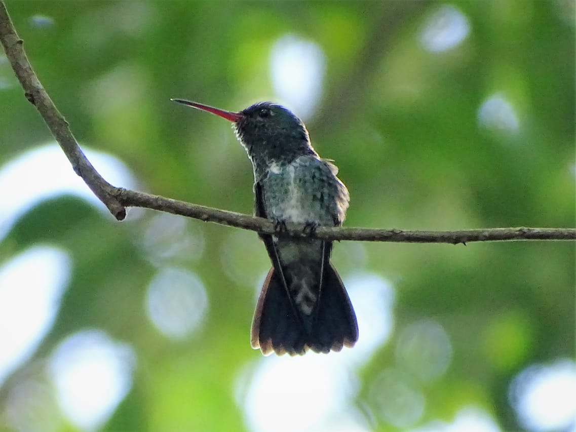 Avistamiento aves Amazonas (18)