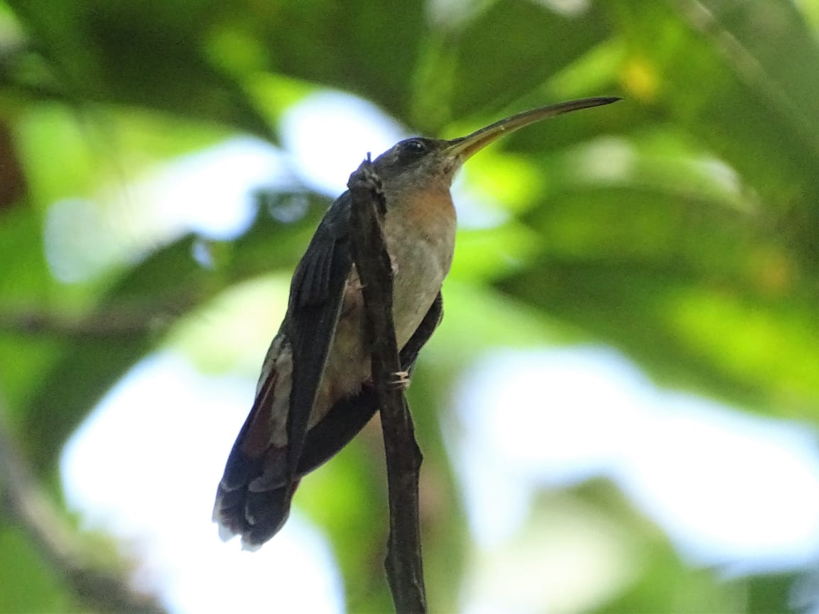 Avistamiento aves Amazonas (2)