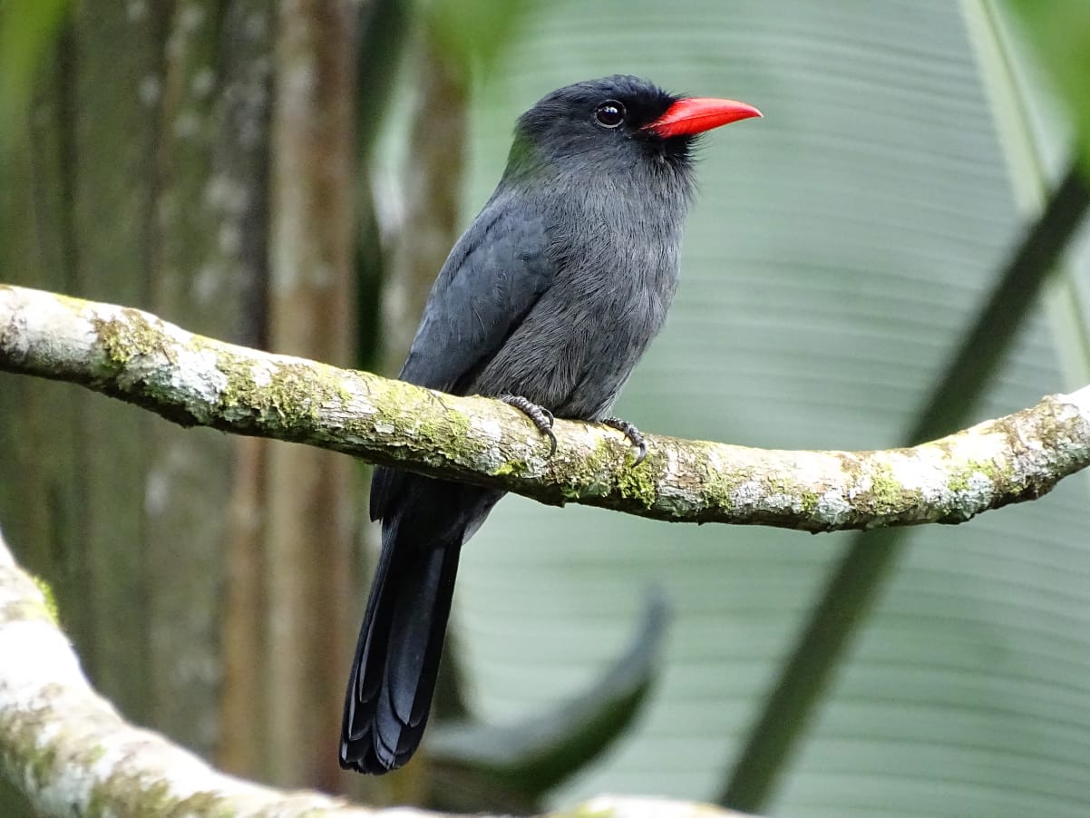 Avistamiento aves Amazonas (3)