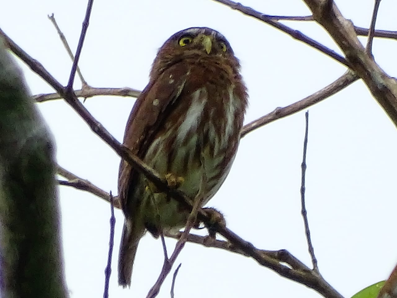 Avistamiento aves Amazonas (7)