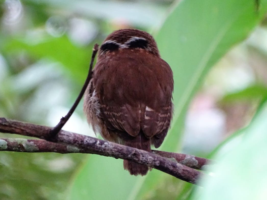 Avistamiento aves Amazonas (8)