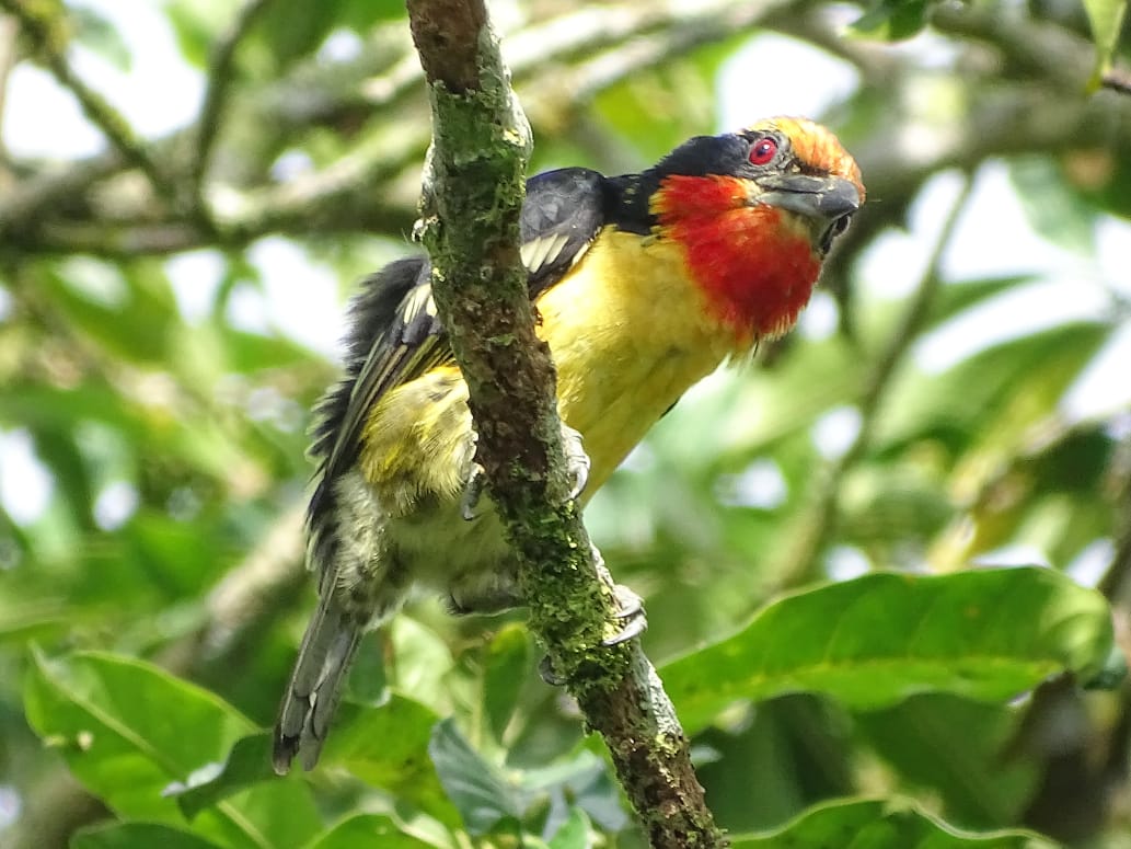 Avistamiento aves Amazonas (9)