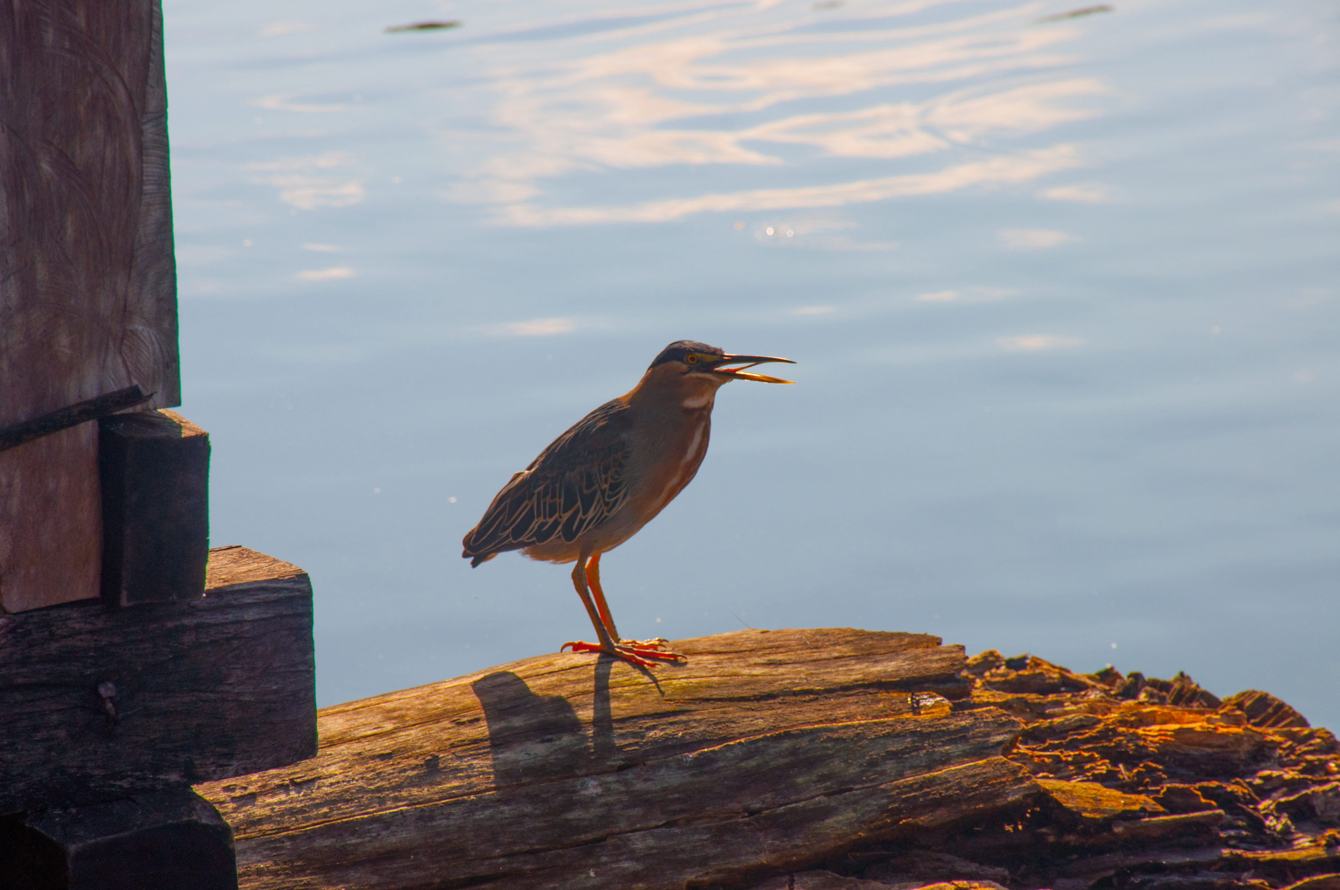 avistamiento de aves amazonas (4)