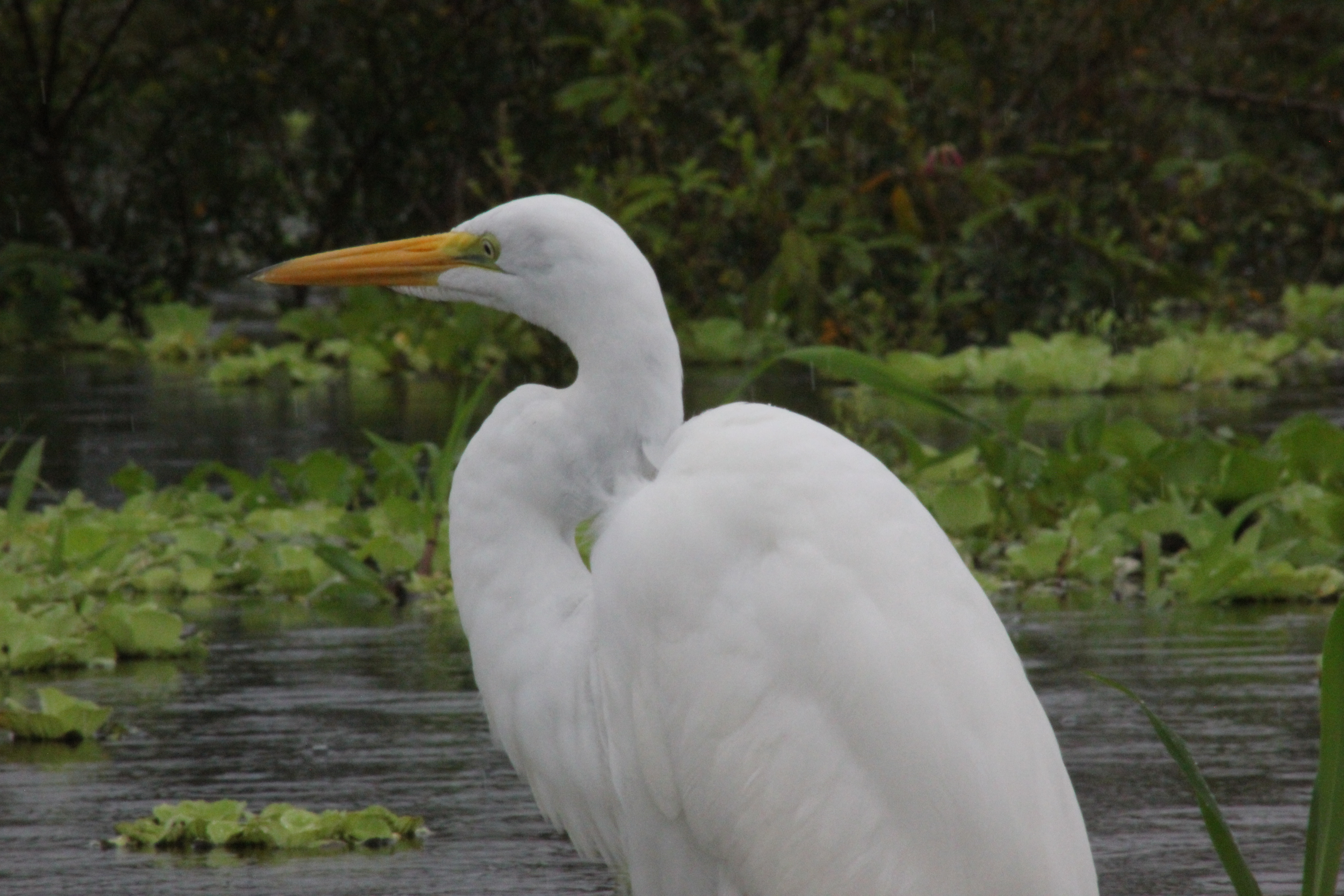 avistamiento de aves amazonas (5)