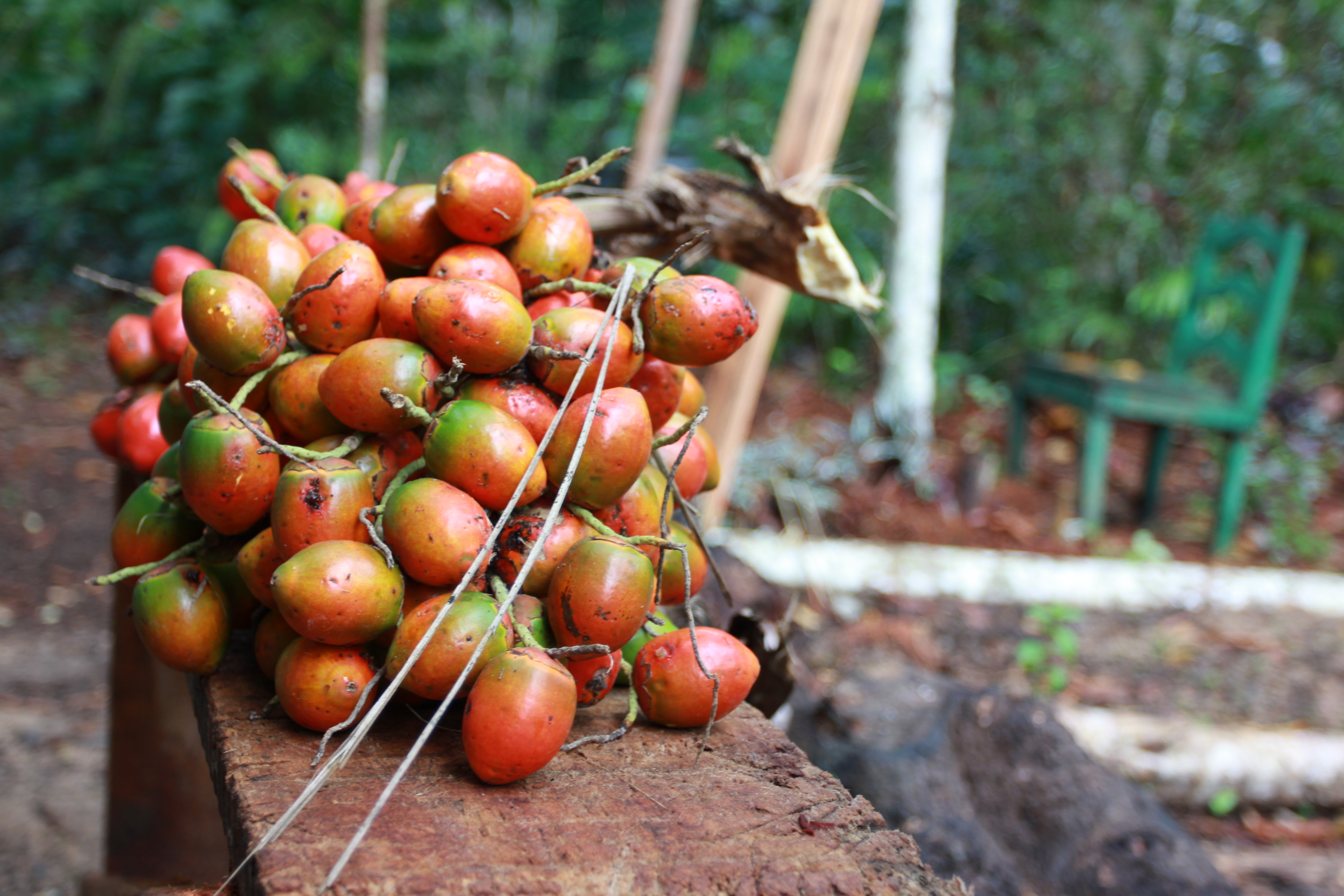 frutos amazonas