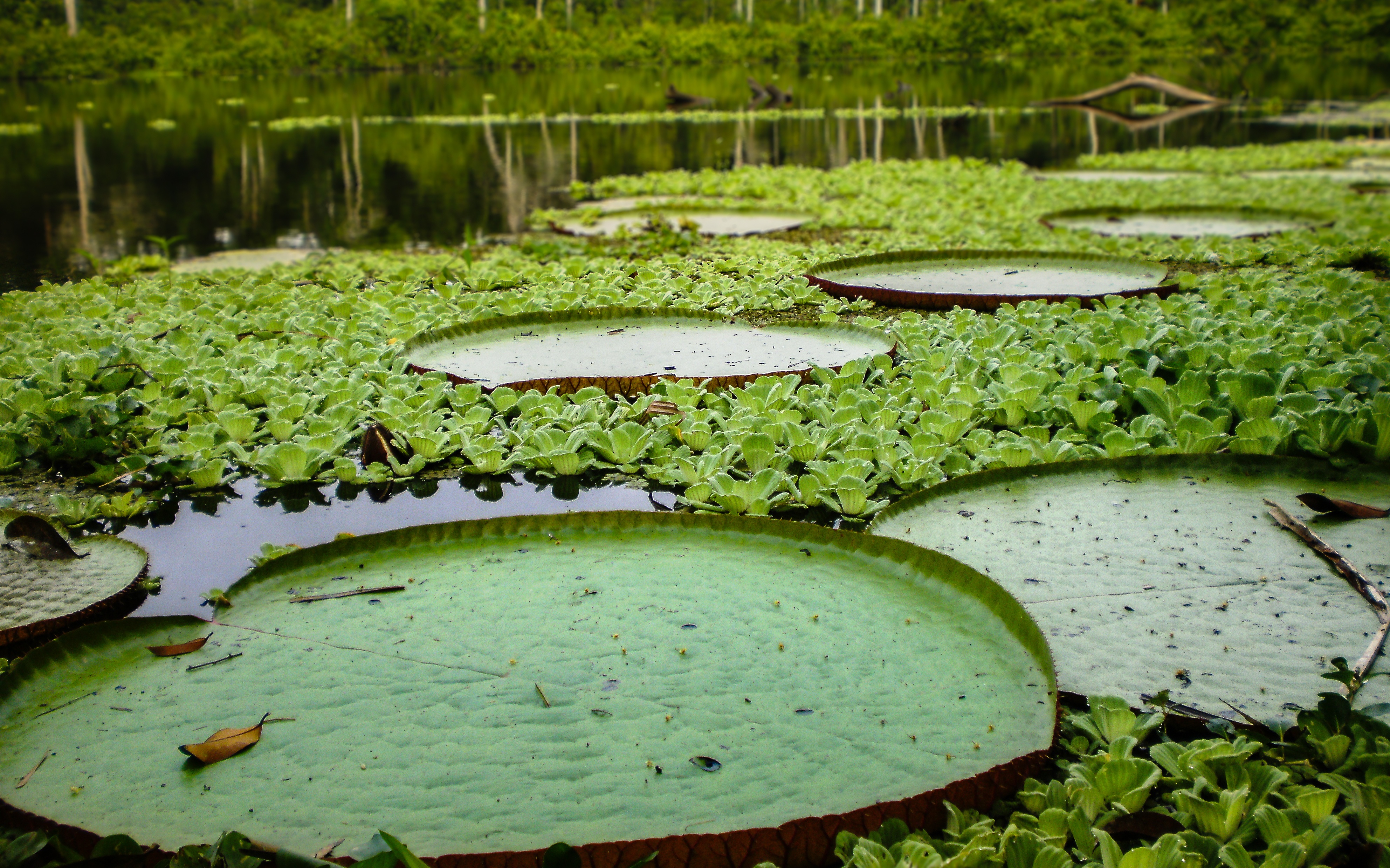 Plantas-acuaticas