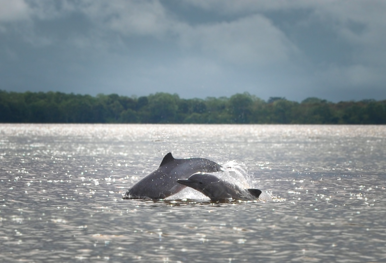 Delfines-rosados