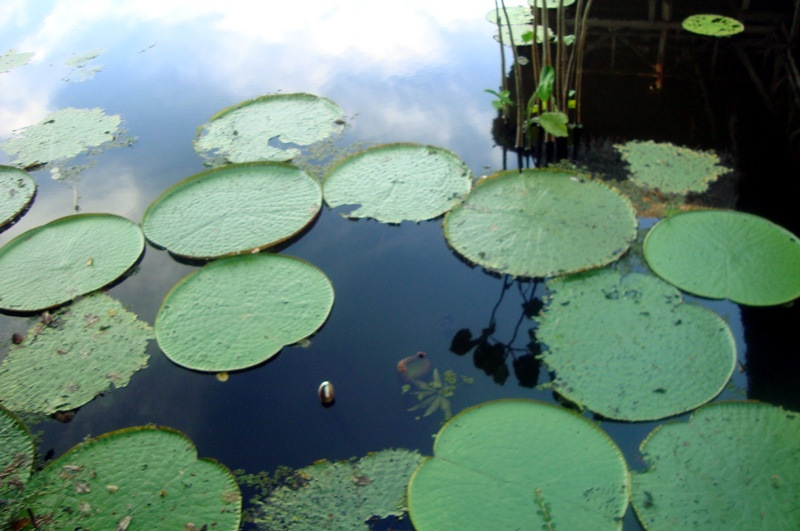 Plantas-acuaticas