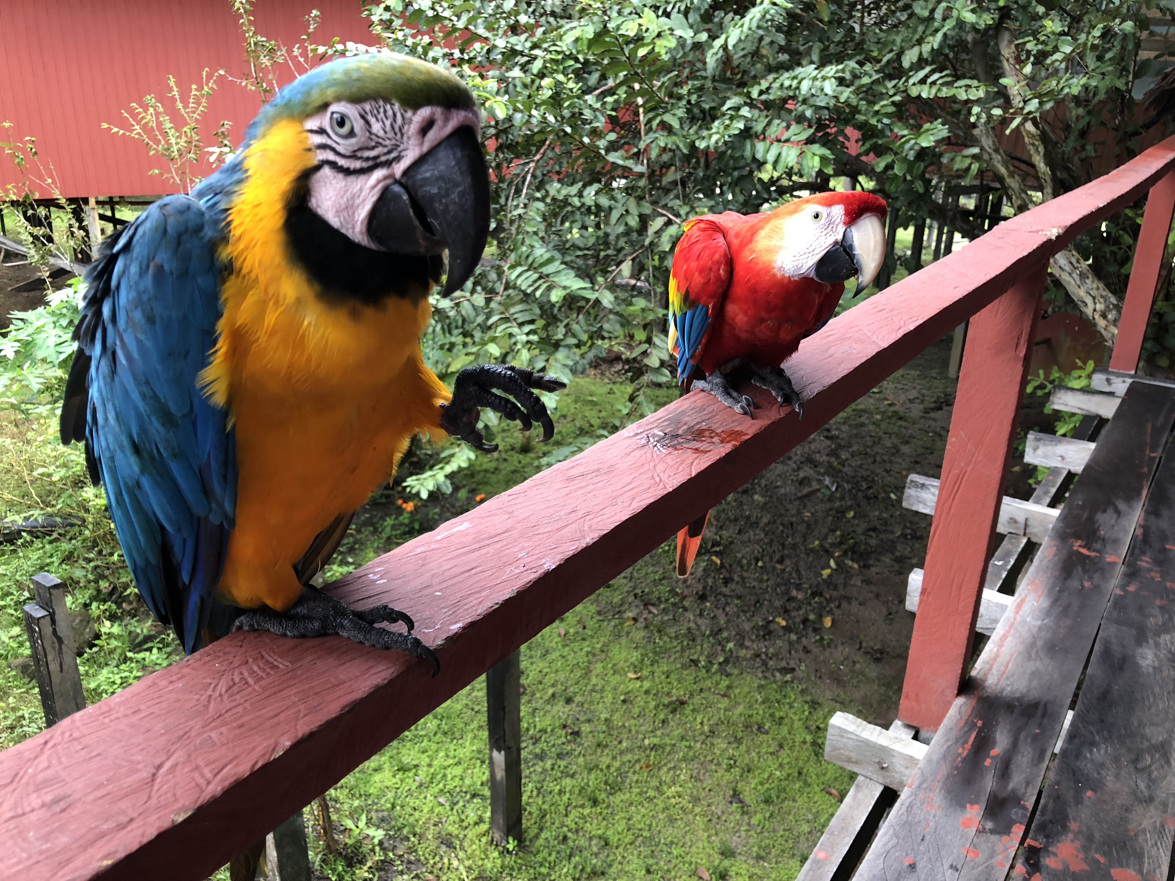 Guacamayas